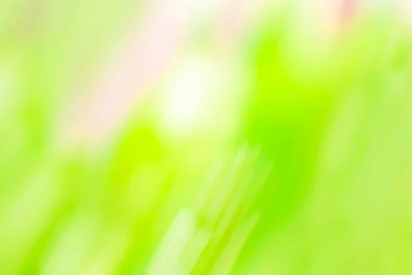 Зелений Боке Фону Зелений Розмитий Фон — стокове фото