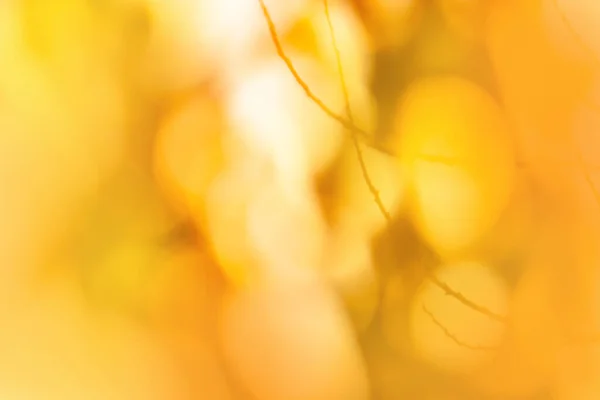 Blurry falling leaves natural bokeh background. Falling leaves natural blurred bokeh background.
