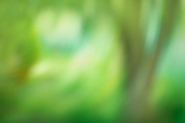 Bahçe odaklanmış bokeh etkisi arka planı. Çok renkli odaklanmış doğa güneş patlaması ile hareket ediyor..