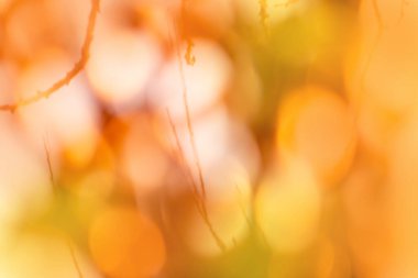 Bulanık dökülen yapraklar arka plan bokeh. Güneşli soyut bulanık bokeh arkaplanı