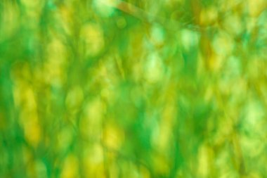 Bokeh doğa arka plan için bırakır. Yeşil bokeh arka plan. Ufuk yeşil arka plan
