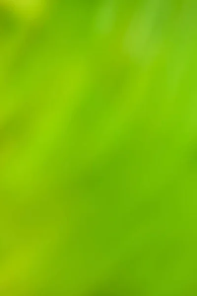 Grön Dimma Bokeh Bakgrund Grön Oliv Färg Suddig Rörelse Fokus — Stockfoto