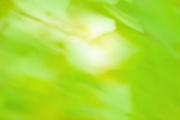 Wild Flower Meadow Blurry Background Multicolored Abstract Defocused Blurry Effect — Stockfoto