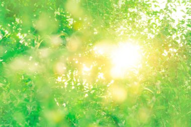 Sun days light green nature bokeh. Fresh green bokeh lights image blurred.