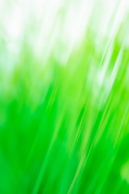 Yeşil çayır, biyolojik geçmişi bulanıklaştırdı. Doğal güneş ışığında süs çimenleri..