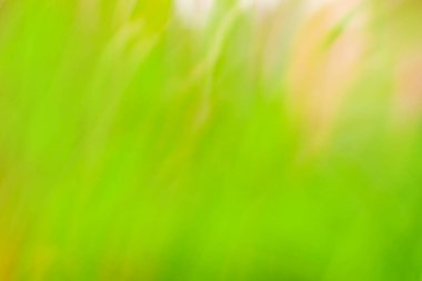 Doğal bahar bokeh ışıklandırılmış arka plan. Bahar doğası arka plan kavramı. Bahar zamanı bokeh doğa manzarası