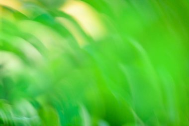 Telif uzayı bokeh bulanık efekt arkaplanı. Bulanık yeşil bokeh arkaplanı.