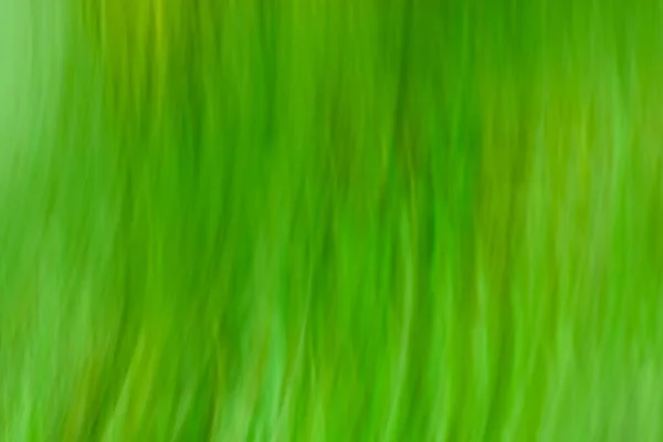Abstract green blurred background under the bright sun. Natural green background illuminated with daylight