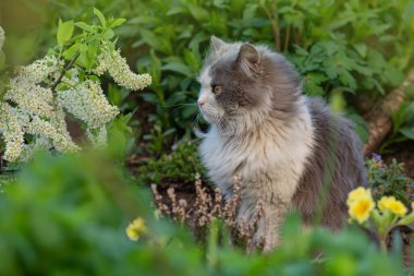 Cat in a field of flowers. Beautiful domestic cat in the garden