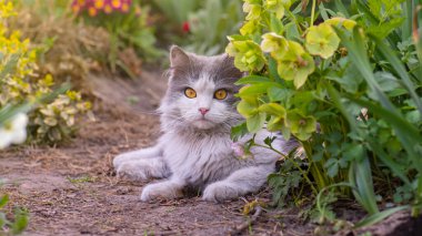 Letting cat outside for the a first time. Introduce cat to outside.