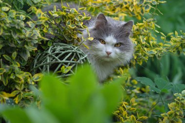 Funny curious happy cat playing in nature. Cute cat fun playing on green grass. 