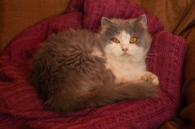 Creating a safe good home for cats. Safe space for cat concept photo.