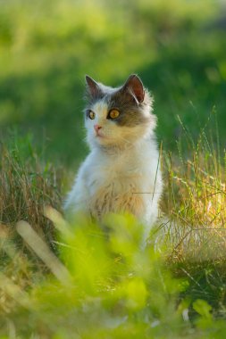 Cat to explore spaces outdoors. Adorable cat in the garden free to roam.