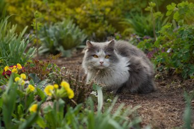 Cheerful cat in the meadow with yellow blooming around. Cat with yellow flowers outdoor.