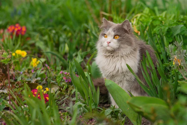 Lying cat in flowers. Cat lies in colorful flowers and green bokeh in the background. Happy young cat outdoor between flowers.