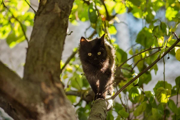 Cute cat climbs a tree in the park on the background of the sunset. Lovely cat on a tree trunk in the garden.