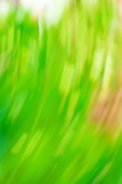 Bright spring grass field defocused. Abstract spring nature defocused bokeh effect background