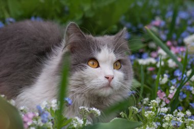Close up portrait of a kitten among the blooming branches. Portrait of cat on a background of garden field