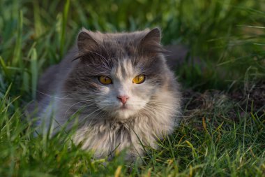 Cat sits in the garden of green lawn. Cat is lying in the grass in summer.