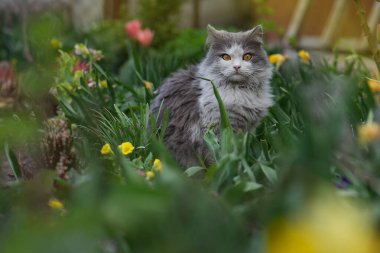 Cat on a background of flower field. Cat posing against a background of roses in flower garden.