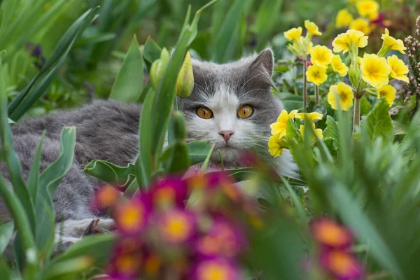Pretty happy cat in sunny flowers field.Domestic cat on its first walk outside in the garden.