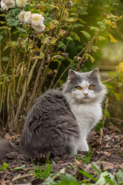 Όμορφη Γάτα Και Ανθισμένα Φθινοπωρινά Φυτά Στον Κήπο Γάτα Ένα — Φωτογραφία Αρχείου