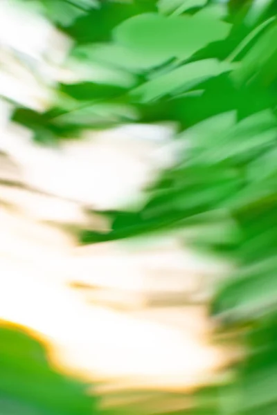 Waas Prachtige Natuur Palmblad Natuur Achtergrond — Stockfoto