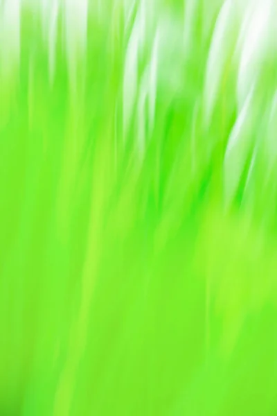 Fresh Spring Green Grass Green Bokeh Field Grass Sunset Bokeh — Stock Photo, Image