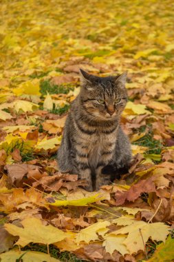 Sonbaharda tatlı bir kedi. Yapraklarla eğlenmek. Sonbaharda yaprakların arasında oturan meraklı kedi.