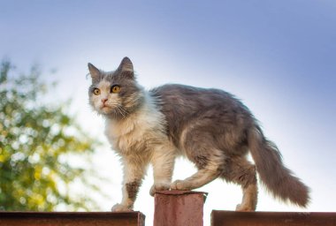 Kedi arka bahçedeki eski bir çitin kenarında yatıyor. Zarif ve güzel kedi arka planı bulanık çitin üzerinde oturuyor..