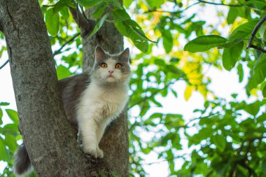 Smart skillful cat climbing a tree and comes down from the tree. Cat on the tree on a natural background.