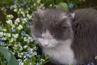 Gün batımında dışarıda uyuyan kedi. Kedi yavrusu çayırda tatlı rüyalar görür..