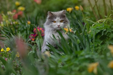 Yazın çiçeklerin içinde oturan kedi. Kedi yavrusu elinde çiçeklerle tarlada oturuyor..