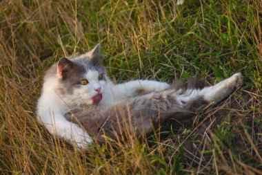 Cat portrait close up in the autumn forest. Cat sitting in the field on autumn day and watches the fall of leaves