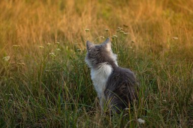 Cheerful cat between autumn dry yellowed grass. Beauty cat in autumn fall nature and bright sunlight.