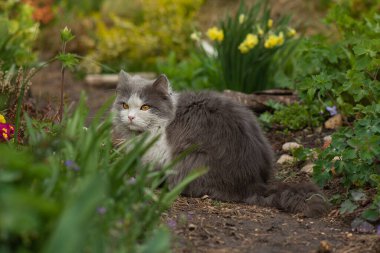 Cat enjoying the sunny spring weather. Cat in a spring colorful garden.