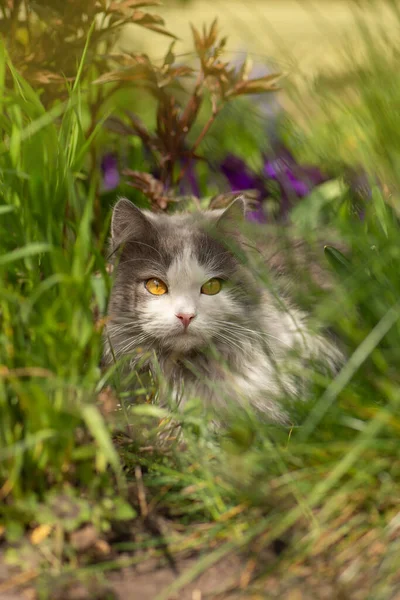 Doğanın Bahar Hassasiyeti Genç Kedi Güzel Bir Bahar Gününde — Stok fotoğraf