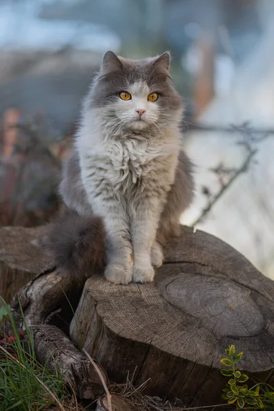 农场里的成年乡村猫 乌克兰国家生活 — 图库照片