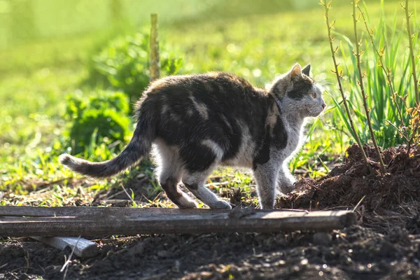 Çiftlikteki Meraklı Yetişkin Pis Kedi Bahçede Sevimli Pis Kedi Oyunları — Stok fotoğraf