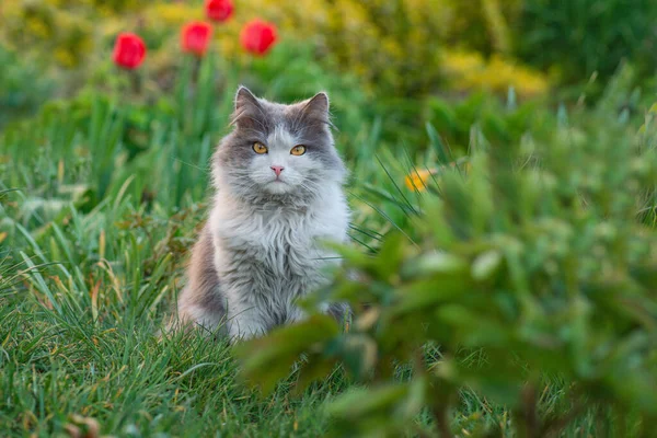 Emotionales Frühlings Katzenporträt Frühlingskatzenporträt — Stockfoto