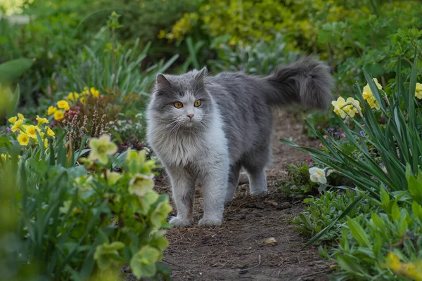 Introducing Cat World Disoriented Frightened Cat Pet Friendly Garden — Stock Photo, Image