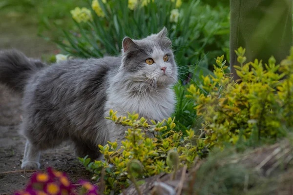 Spring Summer Photo Young Cat Enjoys Spring Garden Outdoor — Stock Photo, Image