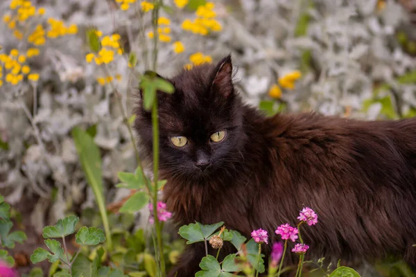 Pretty Happy Cat Sunny Flowers Field Domestic Cat Its First — 图库照片