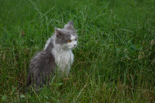 Gesundheitliche Vorteile Von Spaziergängen Mit Neugierigen Haustieren Katze Raus Den — Stockfoto
