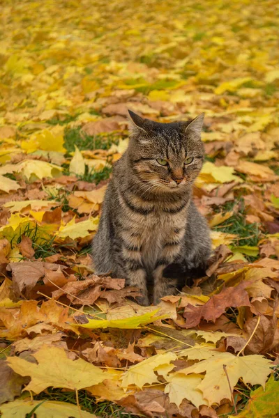 Cute cat in fall. Fun with leaves. Inquisitive cat sitting in a pile of leaves in autum