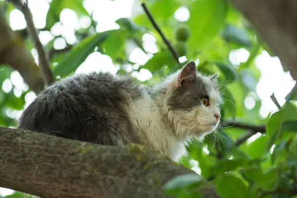 Smart Skillful Cat Climbing Tree Comes Tree Cat Tree Natural — Foto Stock