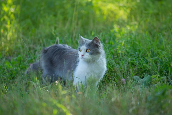 Conceptual Photo Life Cats Need Access Walks Garden — Zdjęcie stockowe