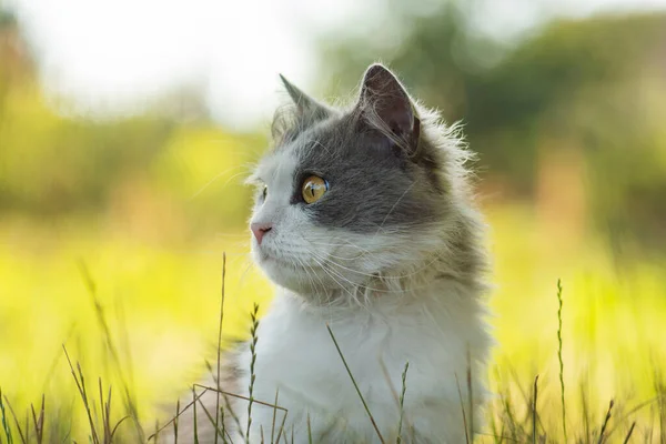 美しい灰色の若い猫の屋外の肖像画 夏に屋外で休んでいる灰色の猫 — ストック写真