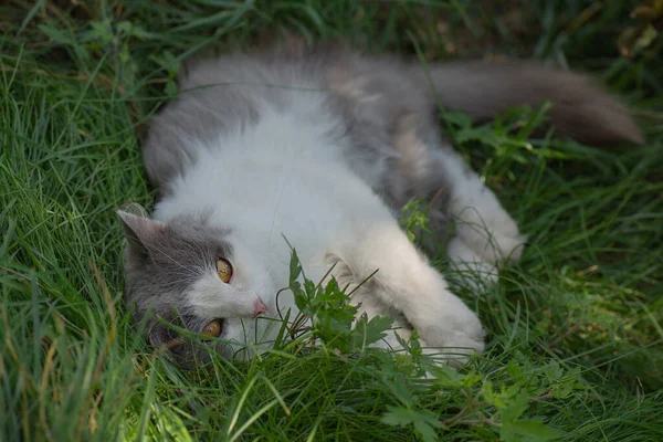 Kediyi Güvenli Bir Şekilde Dışarı Çıkarın Evcil Hayvanların Sağlıklı Mutlu — Stok fotoğraf