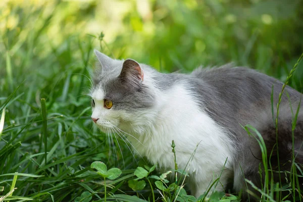 Kedileri Bahçede Güvenli Bir Şekilde Gezdir Şirin Kedi Dışarıdaki Dünyayı — Stok fotoğraf
